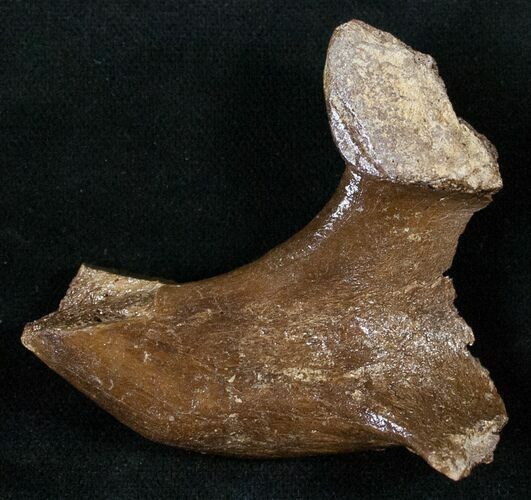 Bargain Dinosaur Bone - Partial Hadrosaur Vert Process #13992